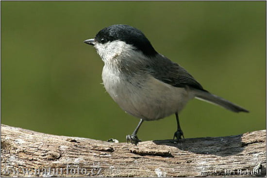 baratcinege_parus_palustris_www-naturfoto-cz