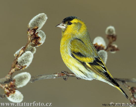 csiz_carduelis_spinus_www-naturfoto-cz