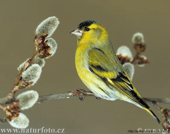 csiz_carduelis_spinus_www-naturfoto-cz