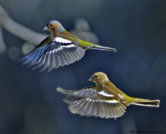 erdei_pinty_fringilla_coelebs_photo-net