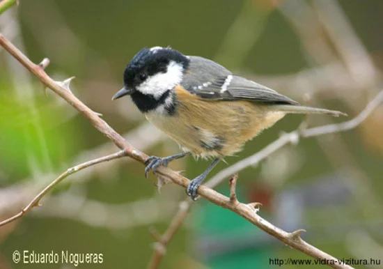 fenyvescinege_parus_ater_www-sierradebaza-org