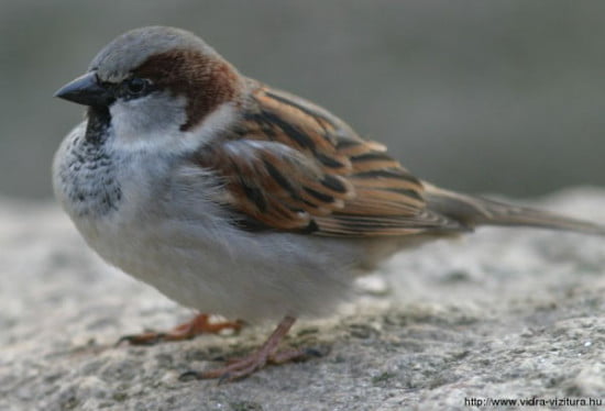 hazi_vereb_passer_domesticus_www-vogelstimmen-wehr-de