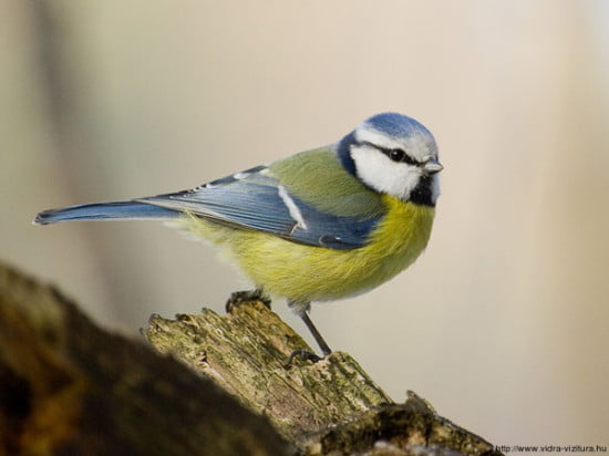 kekcinege_parus_caeruleus_www-loos-en-gohelle-fr