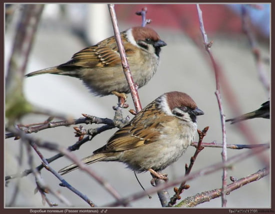 Mezei veréb (Passer montanus)