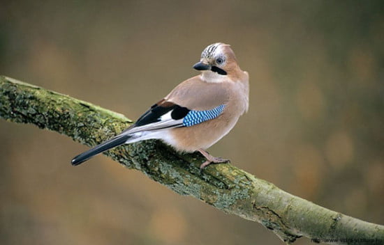 szajko_garrulus_glandarius_www-vogeltrackers-nl