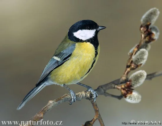 szencinege_parus_major_www-naturephoto-cz