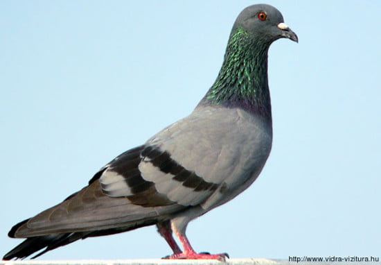 szirti_galamb_columba_livia_www-birding-in