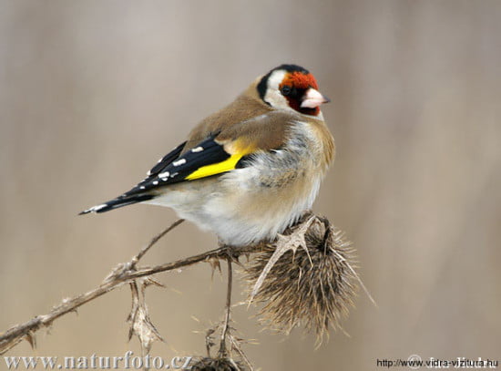 tengelic_carduelis_carduelis_www-naturfoto-cz