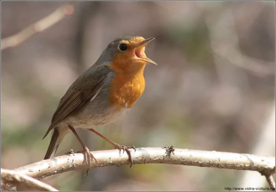 vorosbegy_erithacus_rubecula_travel-cyber-ru