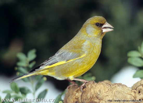 zoldike_carduelis_chloris_www-naturfoto-cz