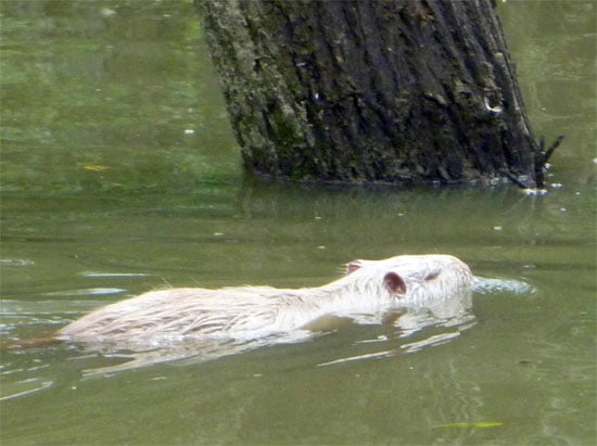 nutria