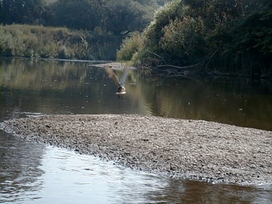 Felszálló kacsa.