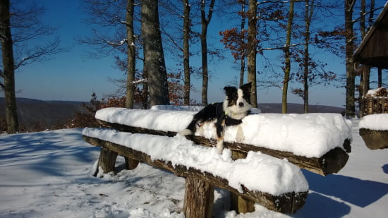 Mekkora lazaság ez a kutya.