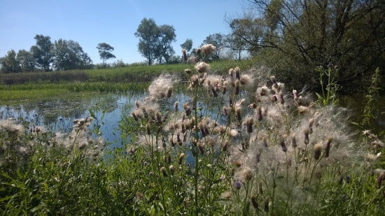 Zalavar_Balatonhidveg_Kis_Balaton_kerekparut_11